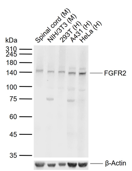 FGFR2 Rabbit Polyclonal Antibody