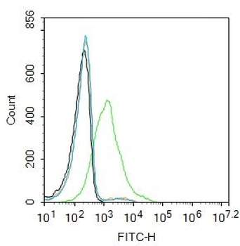 GAD67 Rabbit Polyclonal Antibody