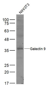 Galectin 9 Rabbit Polyclonal Antibody