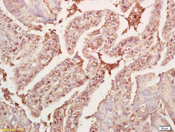 GDF8 Rabbit Polyclonal Antibody