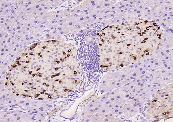 GLP-1 (7-36) Rabbit Polyclonal Antibody