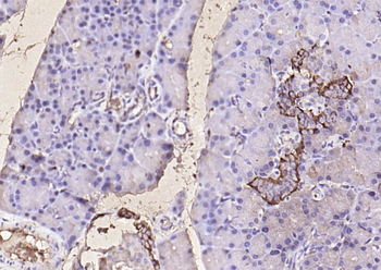 GLP-1 Rabbit Polyclonal Antibody