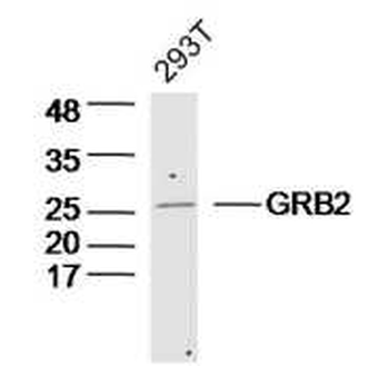 GRB2 Rabbit Polyclonal Antibody