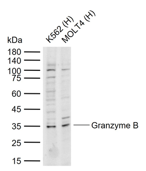 Granzyme B Rabbit Polyclonal Antibody