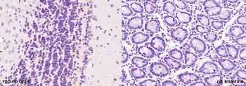 SLC30A3 Rabbit Polyclonal Antibody