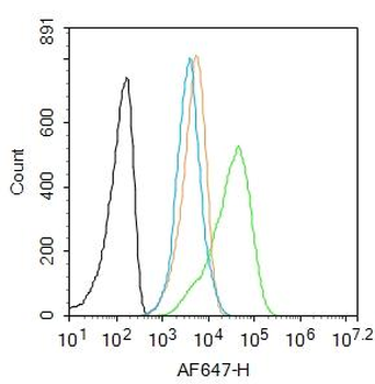 GPR30 Rabbit Polyclonal Antibody