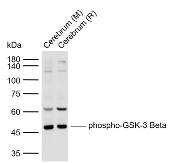 Phospho-GSK-3 Beta (Ser9) Rabbit Polyclonal Antibody