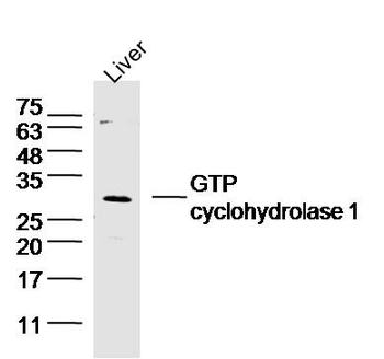 GTP cyclohydrolase 1 Rabbit Polyclonal Antibody