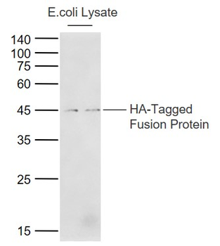 HA tag Rabbit Polyclonal Antibody