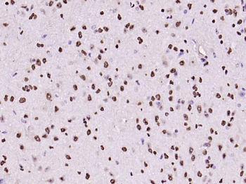 Histone H3 Rabbit Polyclonal Antibody (Nuclear Loading Control)