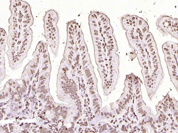Histone H3 Rabbit Polyclonal Antibody (Nuclear Loading Control)