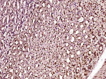 Histone H3 Rabbit Polyclonal Antibody (Nuclear Loading Control)