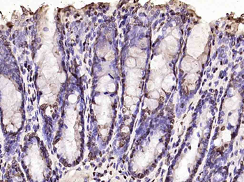 Histone H3 Rabbit Polyclonal Antibody (Nuclear Loading Control)