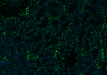 Histone H3 Rabbit Polyclonal Antibody (Nuclear Loading Control)