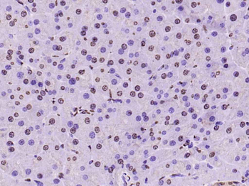 Histone H3 Rabbit Polyclonal Antibody (Nuclear Loading Control)