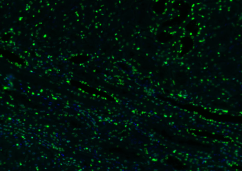 Histone H3 Rabbit Polyclonal Antibody (Nuclear Loading Control)