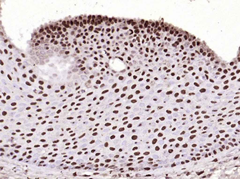 Histone H3 Rabbit Polyclonal Antibody (Nuclear Loading Control)