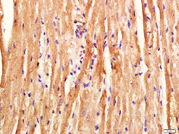 C20orf19 Rabbit Polyclonal Antibody