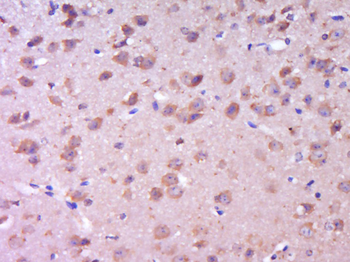 HO-2 Rabbit Polyclonal Antibody