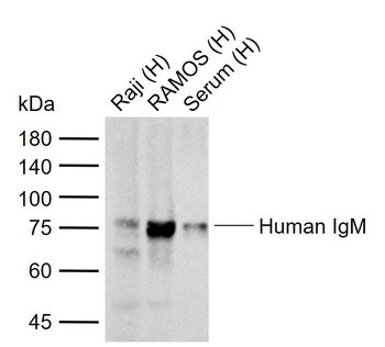 Human IgM Mouse Monoclonal Antibody