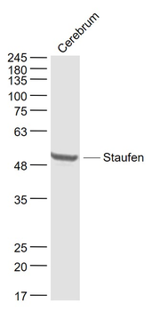 Staufen Rabbit Polyclonal Antibody