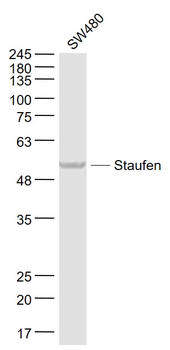 Staufen Rabbit Polyclonal Antibody