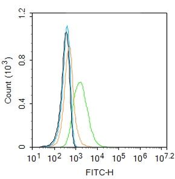 IGF1R Rabbit Polyclonal Antibody