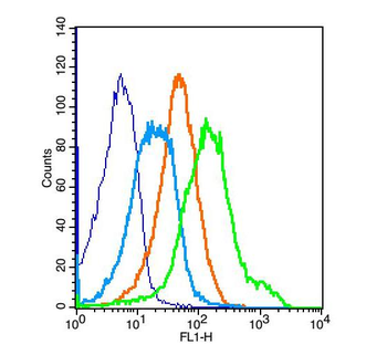 IGF1R Rabbit Polyclonal Antibody