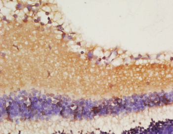 IL18 Rabbit Polyclonal Antibody