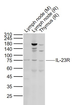 IL-23R Rabbit Polyclonal Antibody