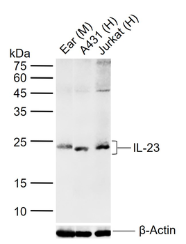 IL-23 Rabbit Polyclonal Antibody