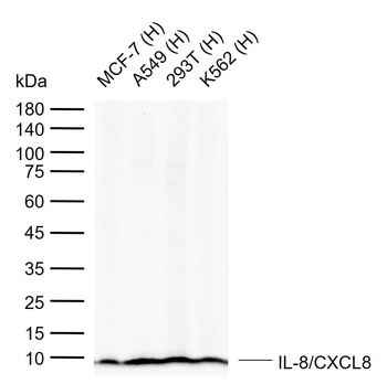 IL-8/CXCL8 Rabbit Polyclonal Antibody