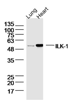 ILK-1 Rabbit Polyclonal Antibody