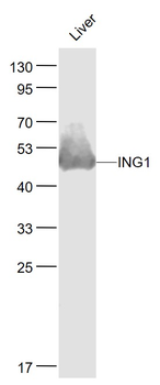 ING1 Rabbit Polyclonal Antibody