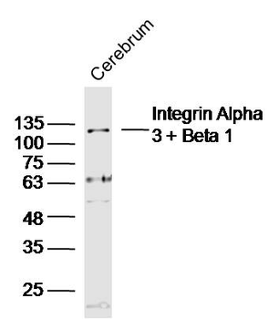 Integrin Alpha 3 + Beta 1 Rabbit Polyclonal Antibody