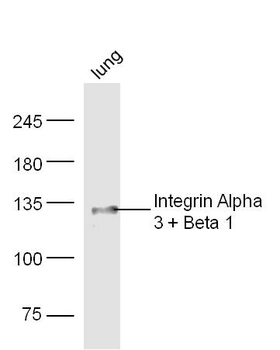 Integrin Alpha 3 + Beta 1 Rabbit Polyclonal Antibody