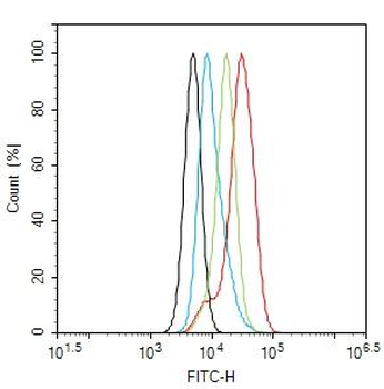 IRS-2 Rabbit Polyclonal Antibody