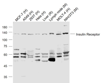Insulin Receptor Rabbit Polyclonal Antibody