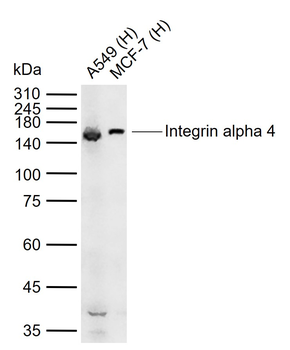 Integrin alpha 4 Rabbit Polyclonal Antibody