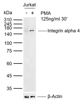 Integrin alpha 4 Rabbit Polyclonal Antibody