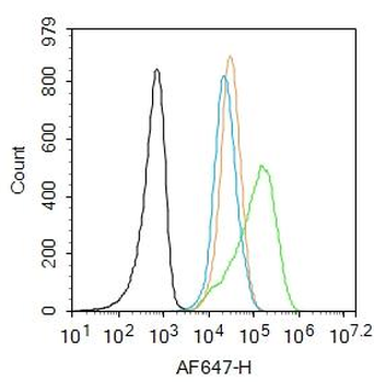 JNK1 + JNK3 Rabbit Polyclonal Antibody