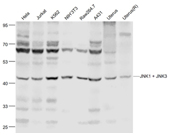JNK1 + JNK3 Rabbit Polyclonal Antibody