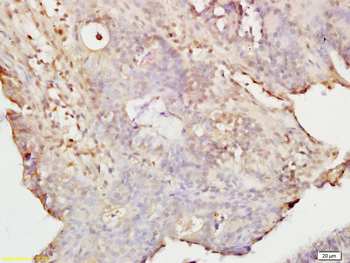 KRAS Rabbit Polyclonal Antibody