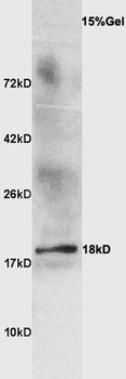 Beta-lactoglobulin Rabbit Polyclonal Antibody