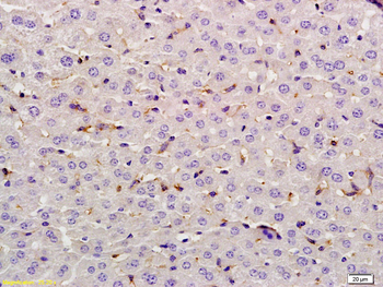 Lysozyme Rabbit Polyclonal Antibody