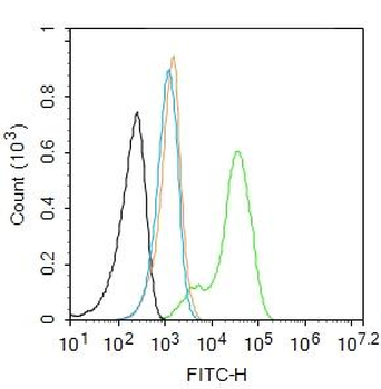 PKM2 Rabbit Polyclonal Antibody