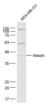 Maspin Rabbit Polyclonal Antibody