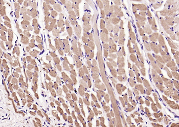 Megsin Rabbit Polyclonal Antibody