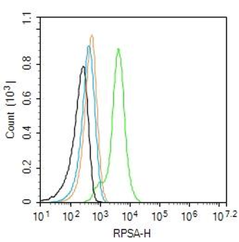 RPSA Rabbit Polyclonal Antibody