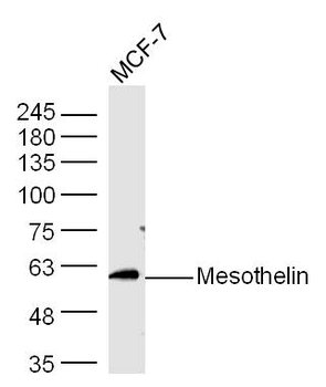 Mesothelin Rabbit Polyclonal Antibody